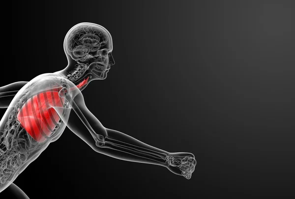 Human respiratory system in x-ray - lungs side view — Stock Photo, Image