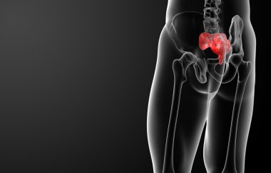 3D render illustratie sacrum bot