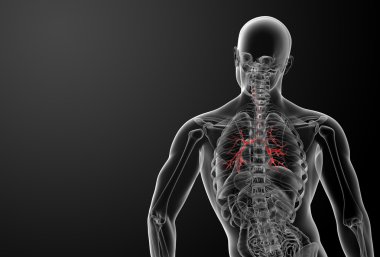 3D render akciğerlere görünür bronşlar