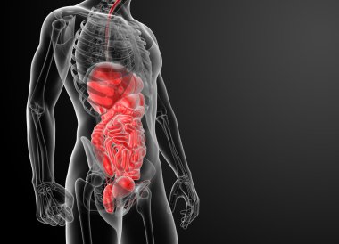 İnsan sindirim sistemi