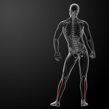 3D render illüstrasyon - fibular