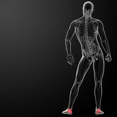 3D render x-ray ayak