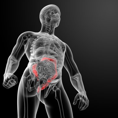 insan kalın bağırsak 3D render gösteren resim