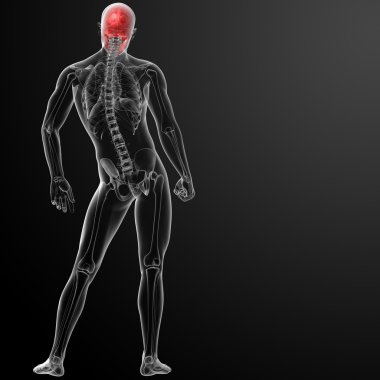 3D render insan kafatası anatomisi