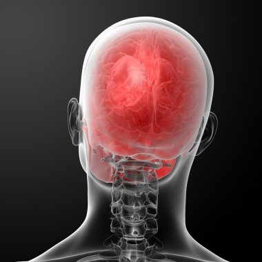 3D render insan kafatası anatomisi