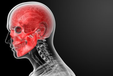 3D render insan kafatası anatomisi