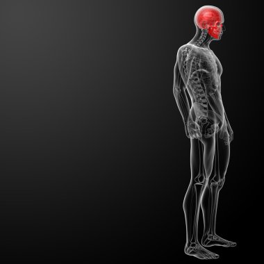 3D render insan kafatası anatomisi