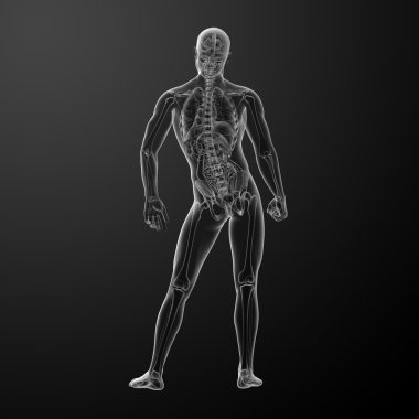 3D render insan anatomisi