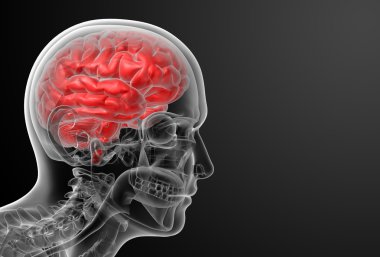 3D render insan beyin röntgeni