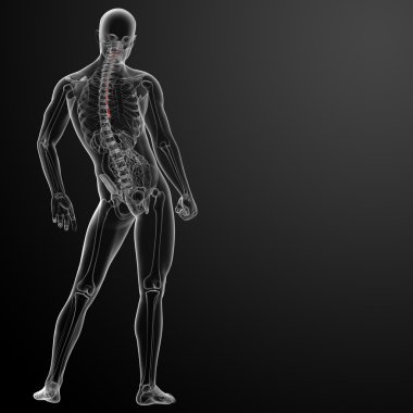 özofagus 3D render çizimi