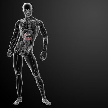 3D render gallblader ve pancrease