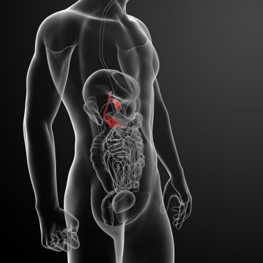 3D render gallblader ve pancrease