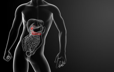 3D render gallblader ve pancrease