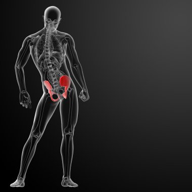 3D render pelvis röntgenleri altında