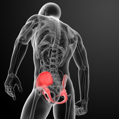 3D render pelvis röntgenleri altında