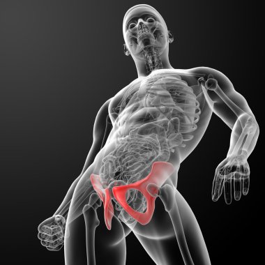 3D render pelvis röntgenleri altında
