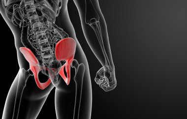 3D render pelvis röntgenleri altında