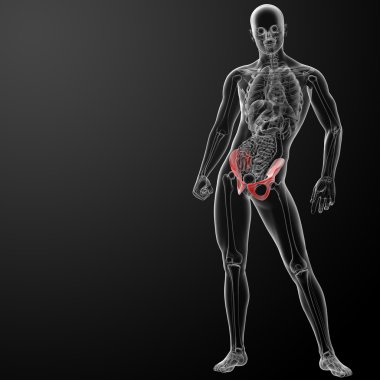 3D render pelvis röntgenleri altında