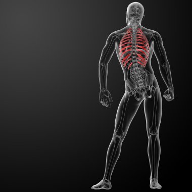 Göğüs kafesi 3D render gösteren resim