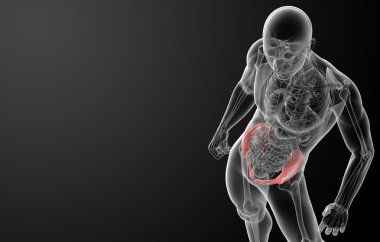 3D render pelvis röntgenleri altında