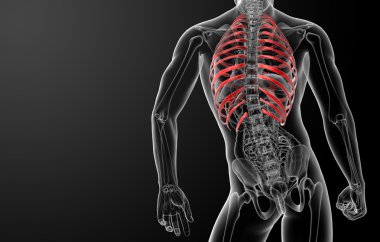 Göğüs kafesi 3D render gösteren resim