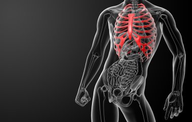 Göğüs kafesi 3D render gösteren resim