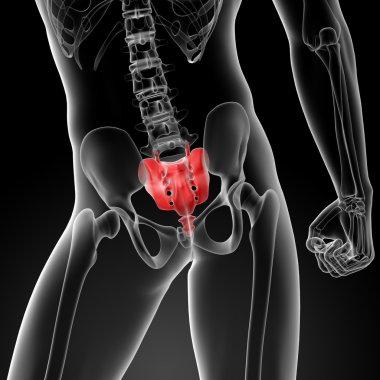 3D render illustratie sacrum bot
