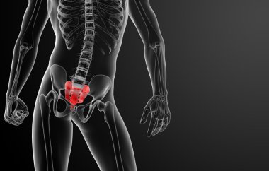 3D render illustratie sacrum bot