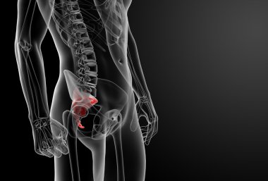 3D render illustratie sacrum bot