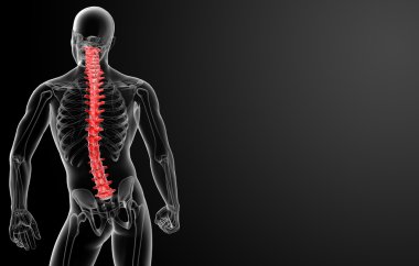3D render insan omurga anatomisi - arkadan görünüm