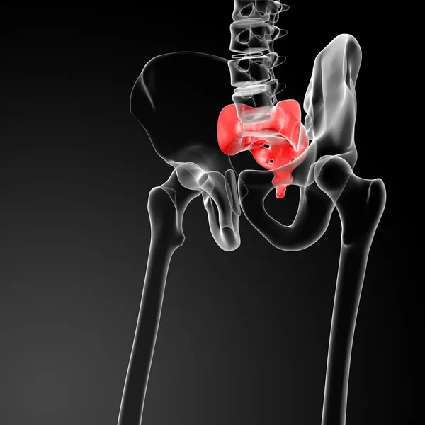 3d render illustration sacrum bone — Stock Photo, Image