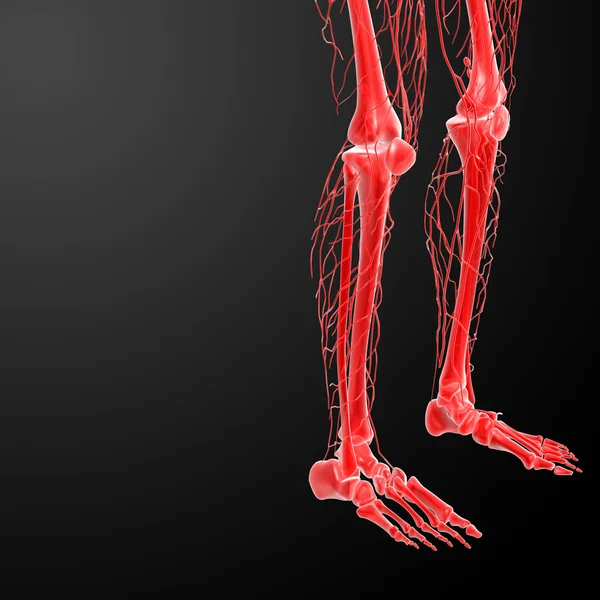 3d render lymphatic system visible leg — Stock Photo, Image