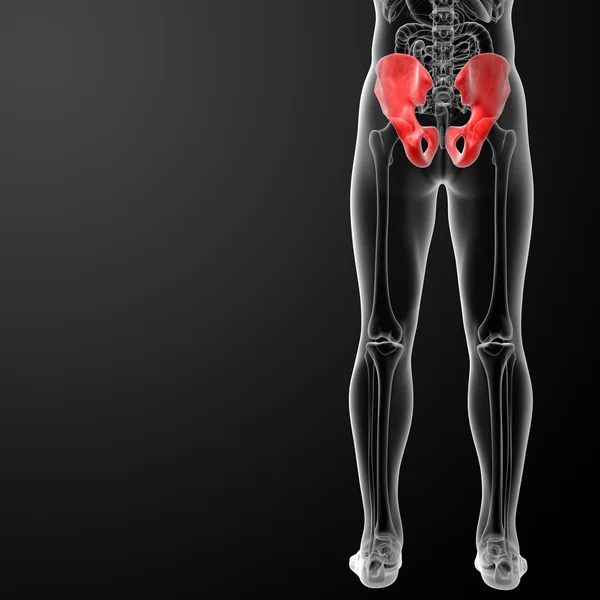 3d render illustration pelvis bone — Stock Photo, Image