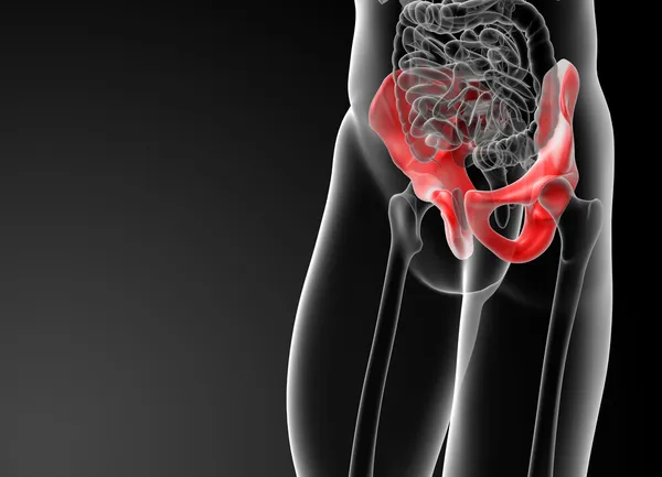 3d render illustration pelvis bone — Stock Photo, Image