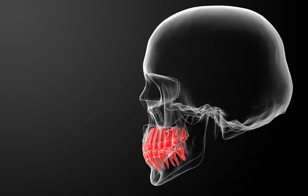 Lebka s viditelným červeným zuby — Stock fotografie