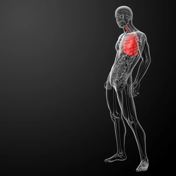 3D-utförd illustration av lunga — Stockfoto