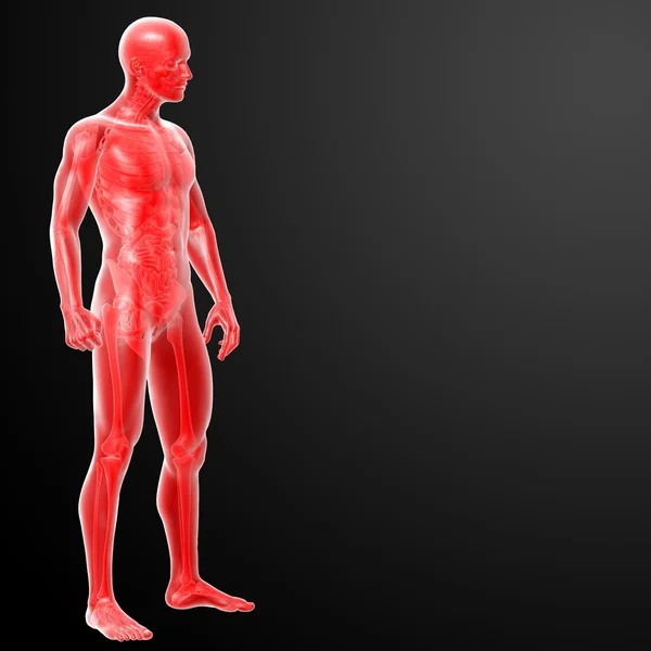 3D render menselijke anatomie — Stockfoto