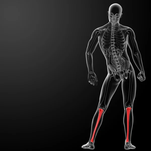 3d renderizar tibia humana — Foto de Stock