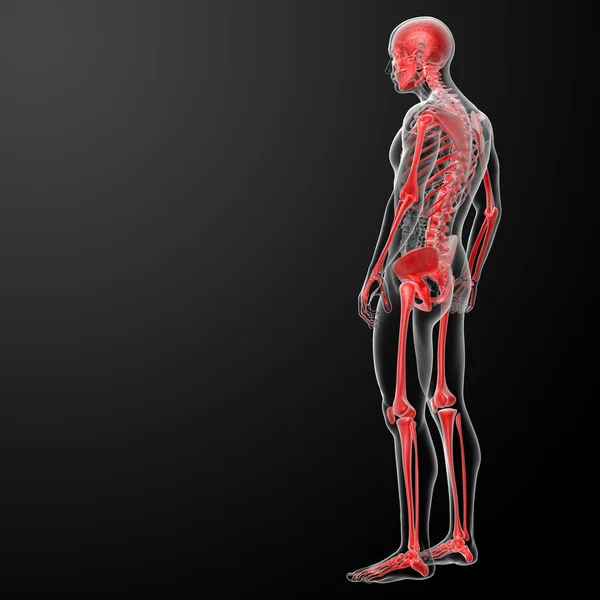 Scheletro di rendering 3D di raggi x in rosso通过 x 射线在红色的 3d 渲染骨架 — 图库照片