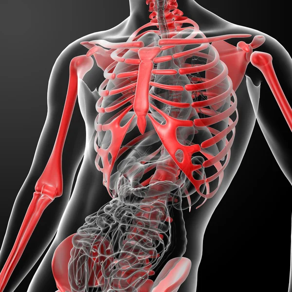 Kırmızı x ışınları ile 3D render iskelet — Stok fotoğraf