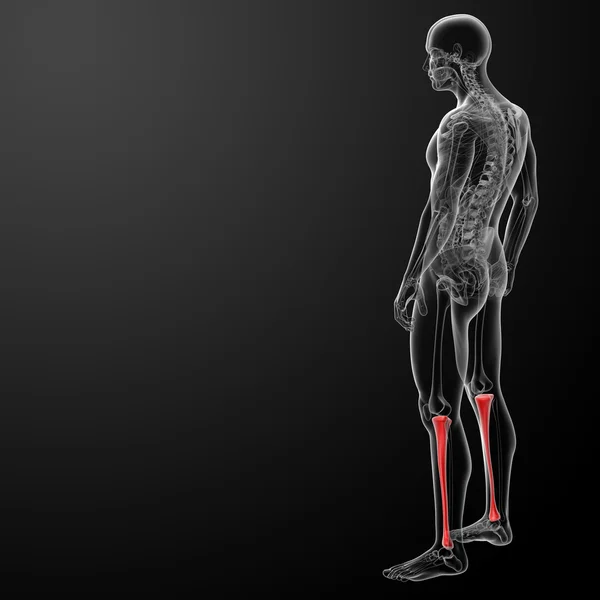 3d рендеризация большой берцовой кости человека — стоковое фото