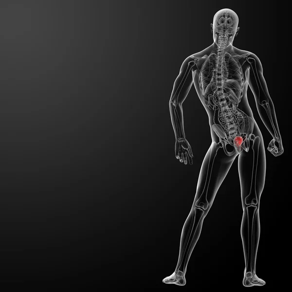 3 d レンダリングの膀胱の解剖学 — ストック写真