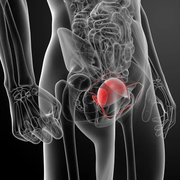 3d render bladder anatomy — Stock Photo, Image