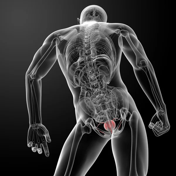 3D vykreslení měchýře anatomie — Stock fotografie