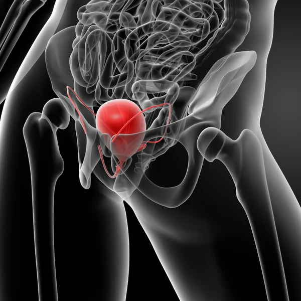 3d 渲染膀胱解剖 — 图库照片