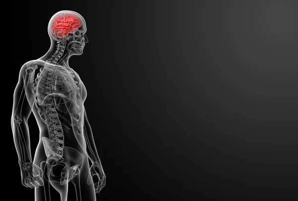 Human brain X ray — Stock Photo, Image