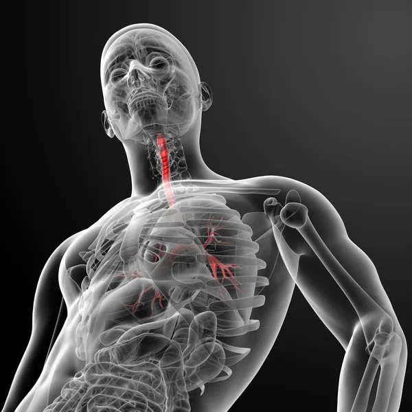 3d rinden pulmones con bronquios visibles —  Fotos de Stock