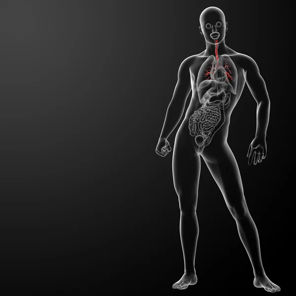 3d renderowanie płuc z widocznymi oskrzeli — Zdjęcie stockowe