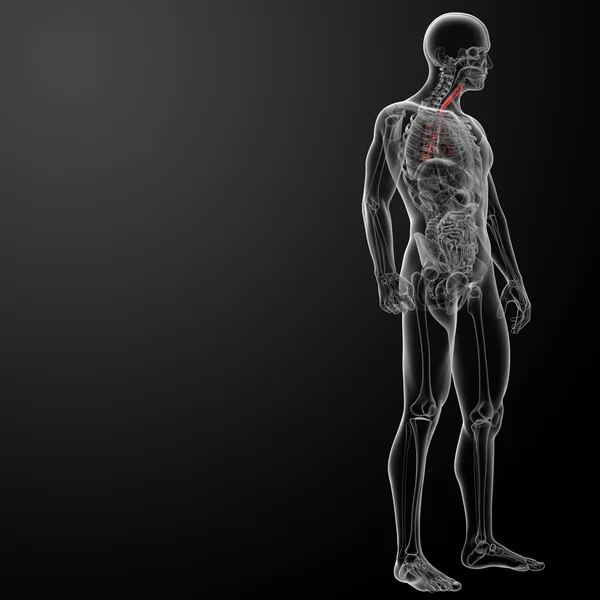 3d rinden pulmones con bronquios visibles —  Fotos de Stock