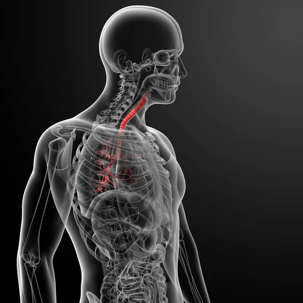 3d rinden pulmones con bronquios visibles — Foto de Stock